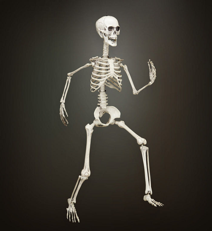 Bevægelig Skelet