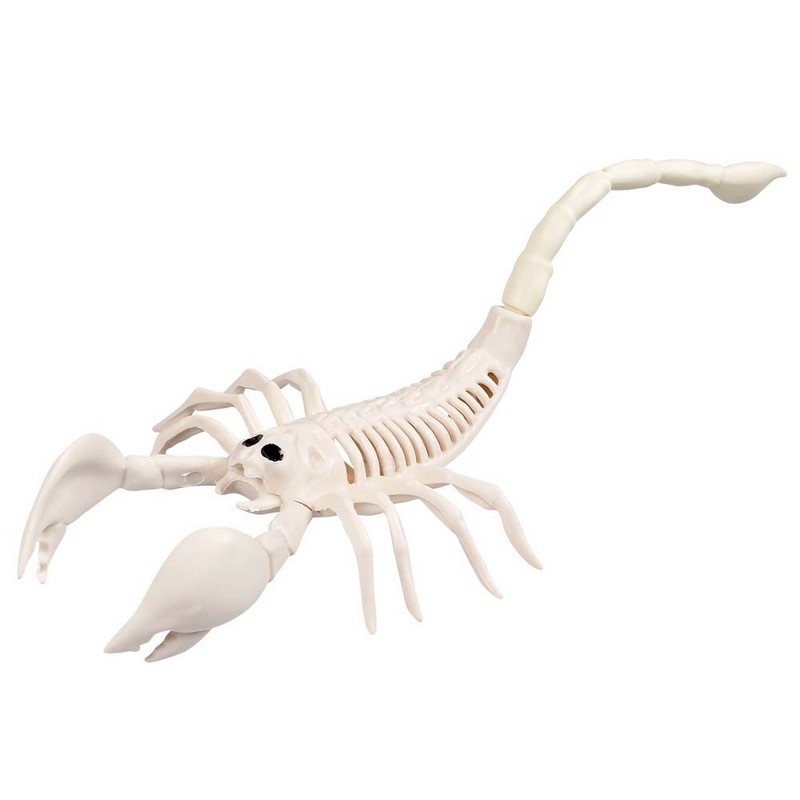 Skorpion Skelet