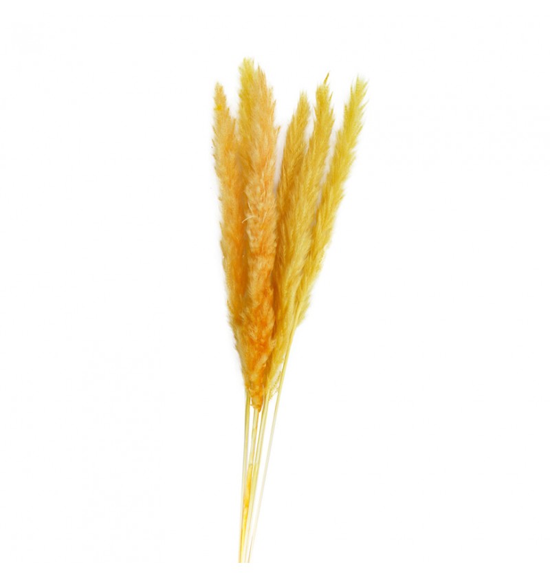 Pampasgræs Bundt Gul - 6 stk (65 x 75 cm) | Natur tema Kunstige blomster - Temashop