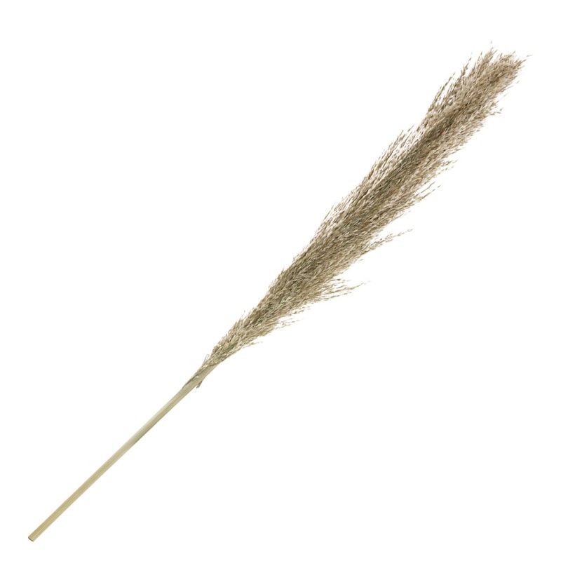 Pampasgræs Gren Natur - 1 stk (115 cm) | Natur tema Kunstige blomster - Temashop