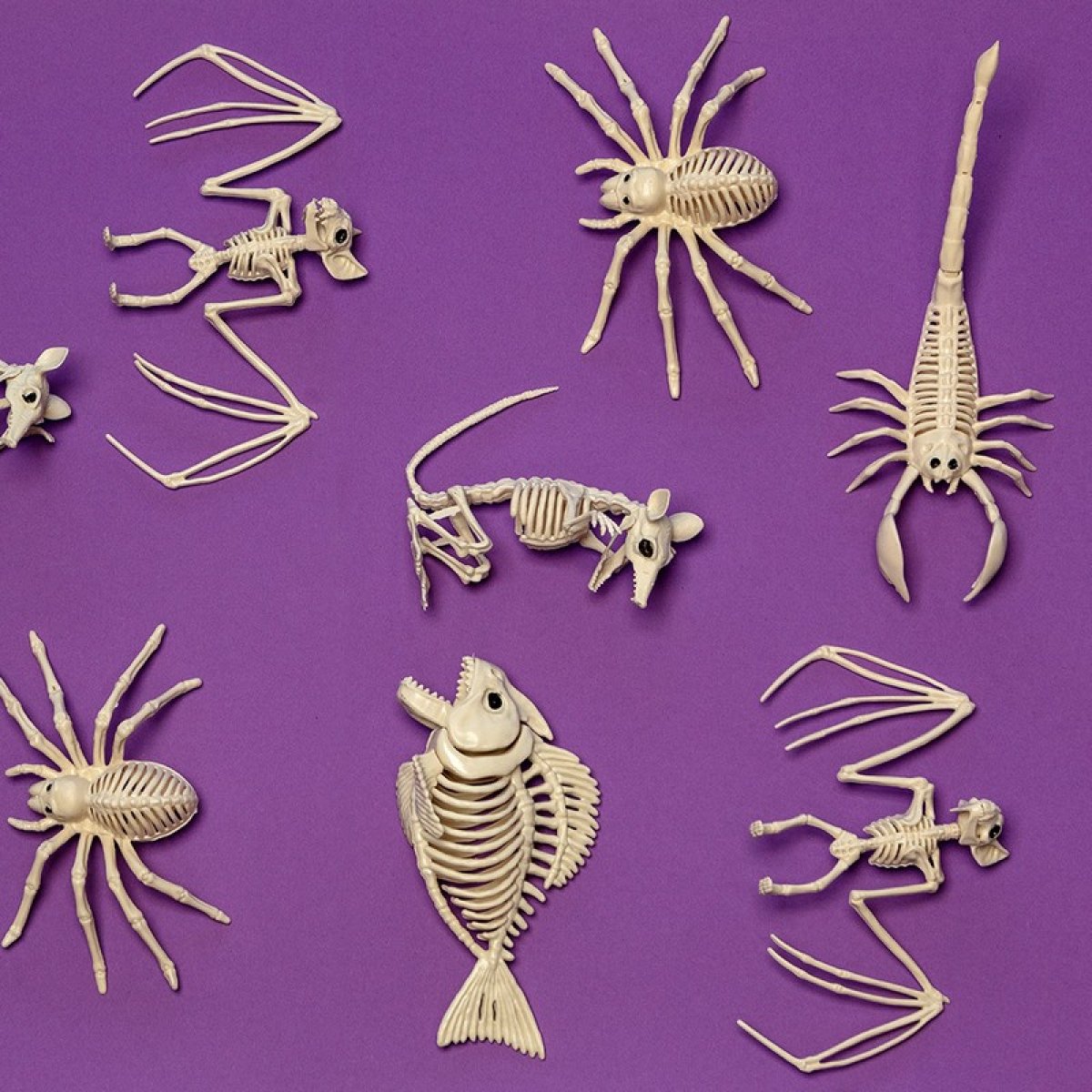 skorpion-skelet-til-59-kr-p-temashop-dk