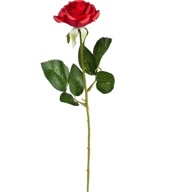 Rose Med Rød G-Streng til 29 kr. på Temashop.dk