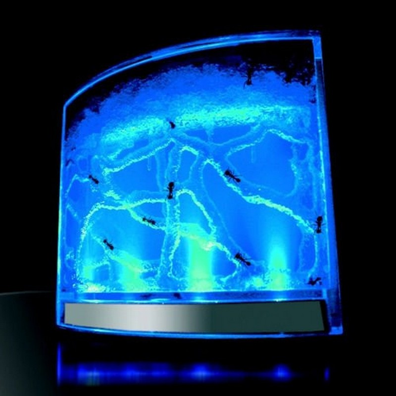 LED Gel Myrefarm (20,5 x 15,5 x 8,5 cm) | Insekt Praktisk Til Hjemmet - Temashop