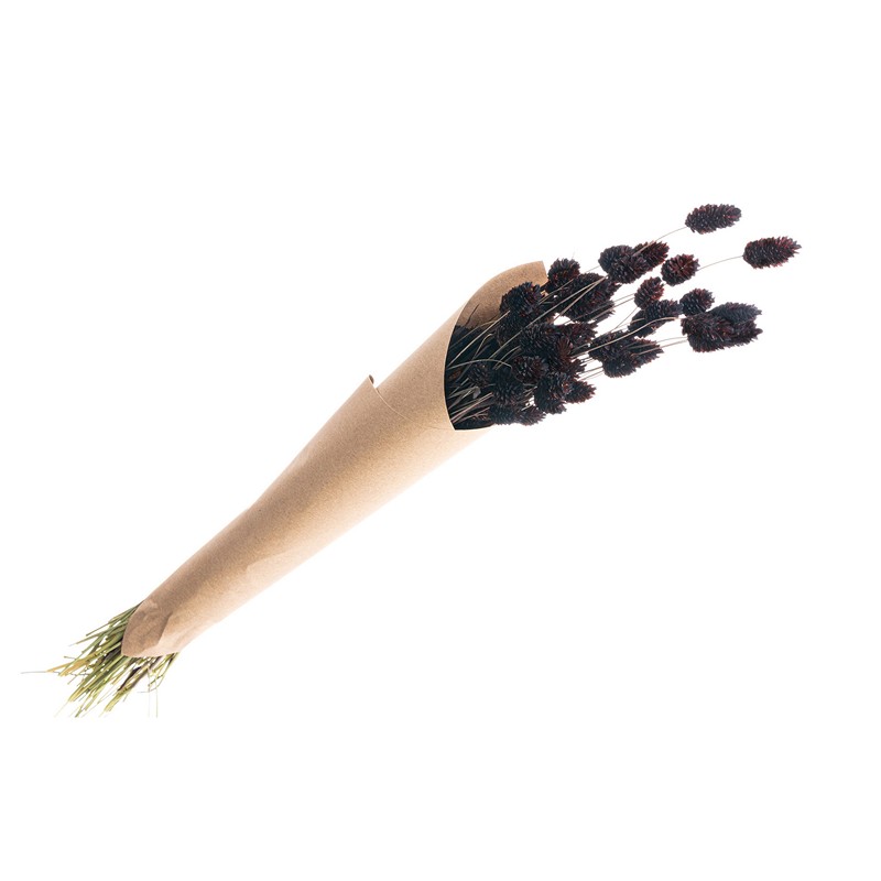 Kanariegræs Brun - 1 stk (60 cm) | Natur tema Blade - Temashop
