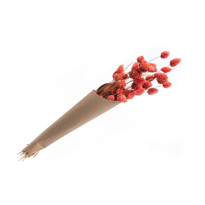 Kanariegræs Rosa - 1 stk (60 cm) | Natur tema Blade - Temashop