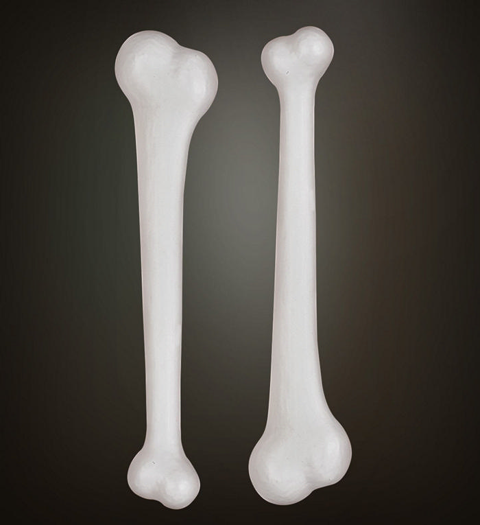 Knogler (23 cm) | Hulemand Knogler - Kropstilbehør - Temashop