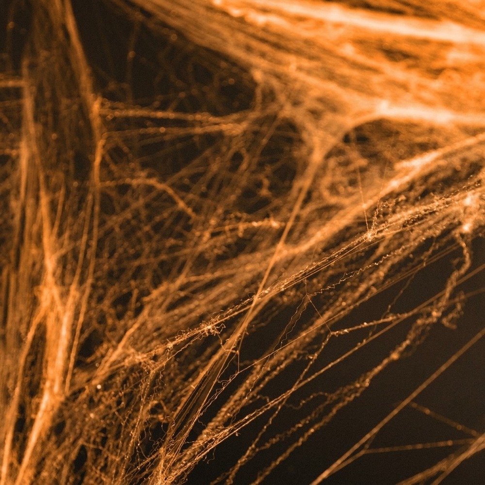 Falsk Spindelvæv Orange