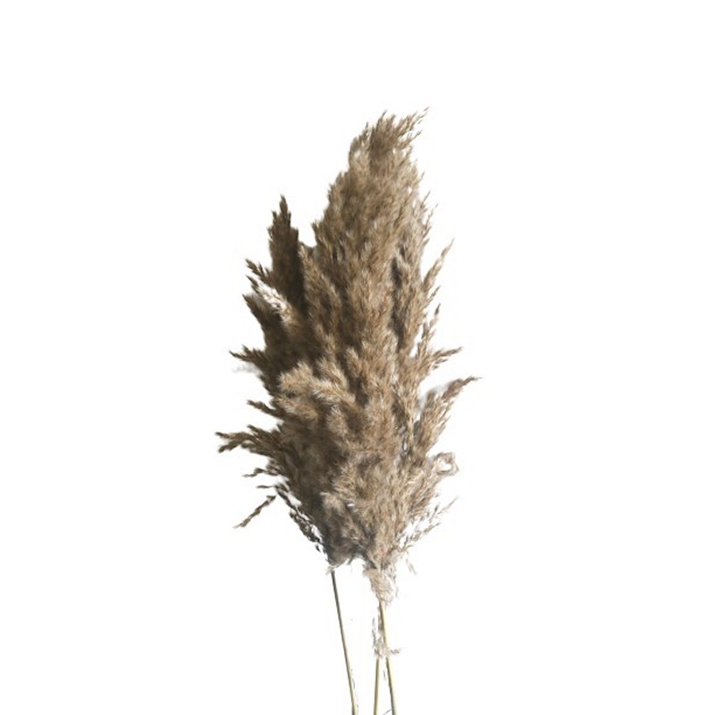 Rørgræs Bundt - 5 stk (70 cm) | Natur tema Blade - Temashop