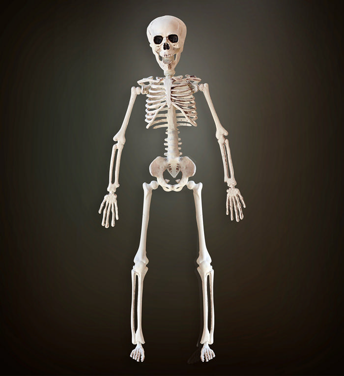 Skeletdekoration