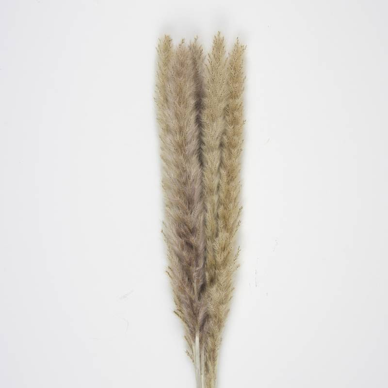 Tørret Pampasgræs Naturbrun - 5 stk (60 cm) | Natur tema Blade - Temashop