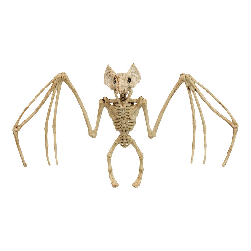 Flagermus Skelet