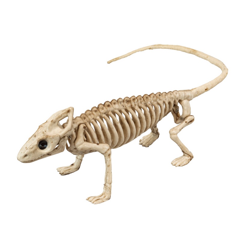 Leguan Skelet